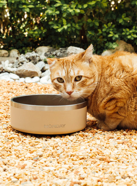 Norday Pet Bowl 32 Oz Uniq Uniformes